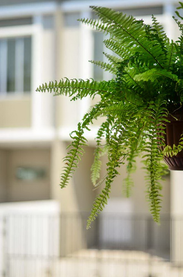 �Ѵ�ǹ˹�ҷ�ǹ���� �駺૿� 5 �ѹ�ҷ