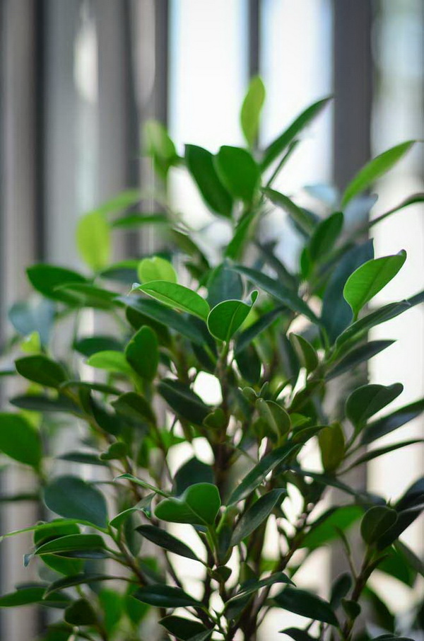 �Ѵ�ǹ˹�ҷ�ǹ���� �駺૿� 5 �ѹ�ҷ