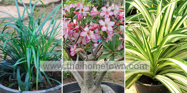 �Ѵ�ǹ��� �ǧ����˹�Һ�ҹ����˹��