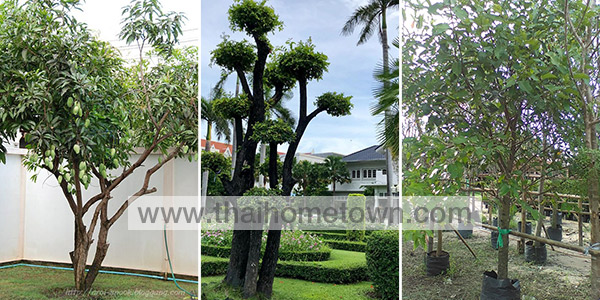 �Ѵ�ǹ��� �ǧ����˹�Һ�ҹ�����