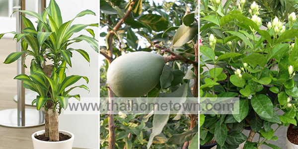 �Ѵ�ǹ��� �ǧ����˹�Һ�ҹ ��ȵ��ѹ�͡��§�˹��