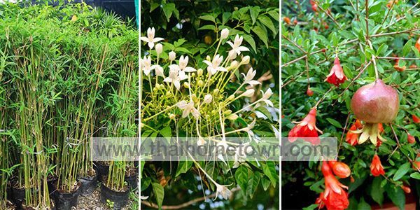 �Ѵ�ǹ��� �ǧ����˹�Һ�ҹ ��ȵ��ѹ�͡