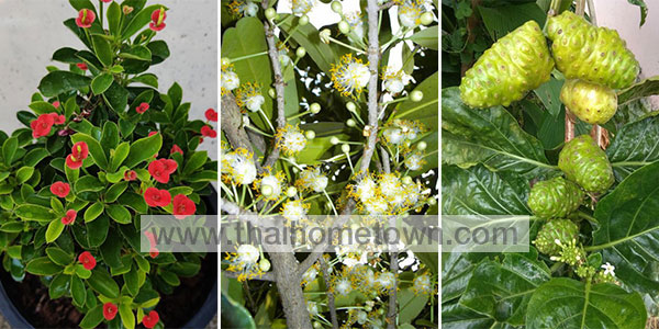 �Ѵ�ǹ��� �ǧ����˹�Һ�ҹ ��ȵ��ѹ�͡��§��