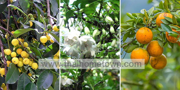 �Ѵ�ǹ��� �ǧ����˹�Һ�ҹ ��ȵ��ѹ����§�˹��