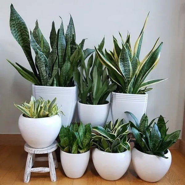 ต้นลิ้นมังกร