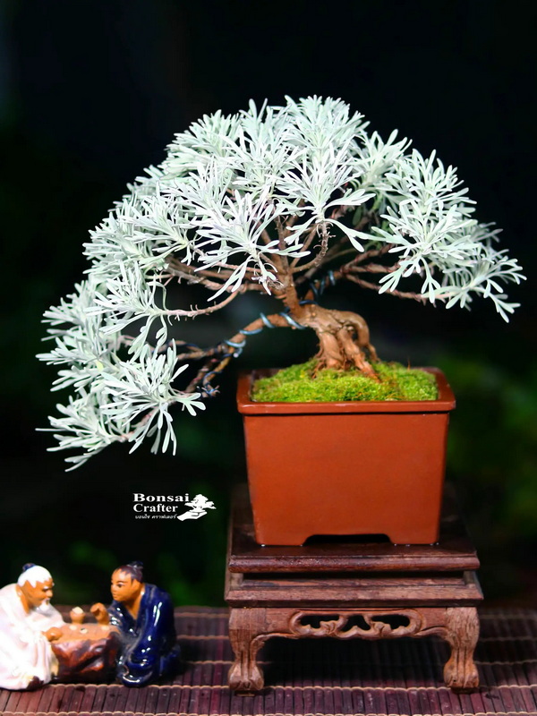 ต้นมังกรเงิน