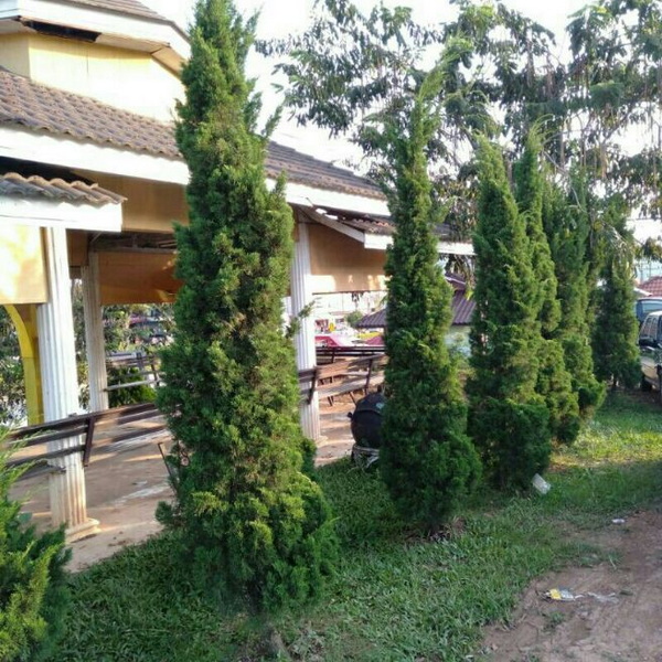 ต้นสนมังกร