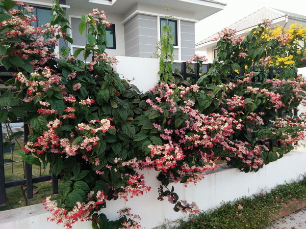 ต้นมังกรคาบแก้ว