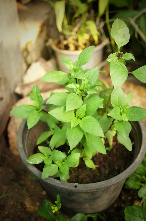 ��١㺡����