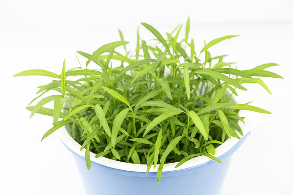 ��١�ѡ���