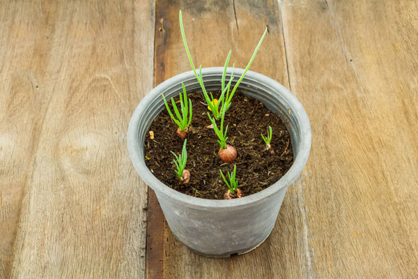 ��١�����