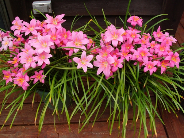 10 ��������͡��§�� ��һ�١��дѺ��ҹ�Ĵ�˹�� ����¹����ҡ�������仵��Ĵ١��