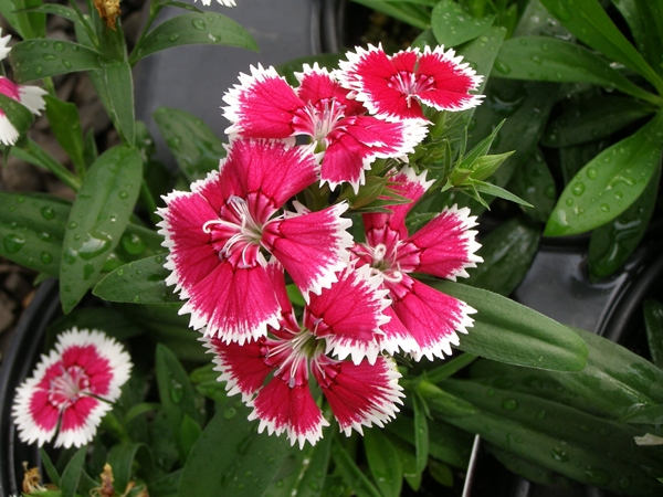 10 ��������͡��§�� ��һ�١��дѺ��ҹ�Ĵ�˹�� ����¹����ҡ�������仵��Ĵ١��