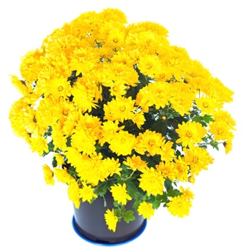 10 ��������͡��§�� ��һ�١��дѺ��ҹ�Ĵ�˹�� ����¹����ҡ�������仵��Ĵ١��