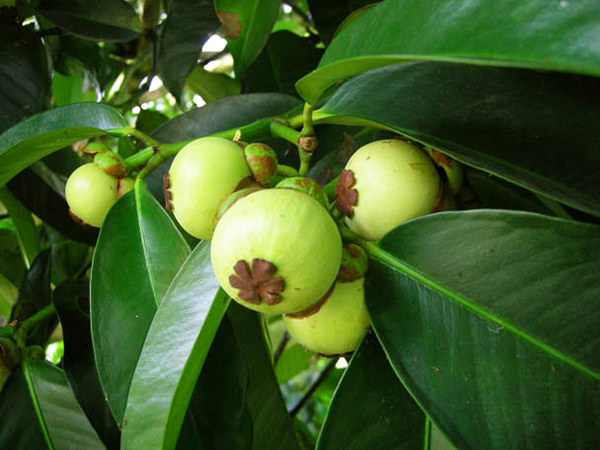 20 �ǹ������ͧ������� ���ͧ �ѹ����� ��Ҵ 