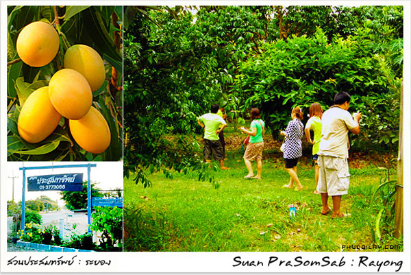 20 �ǹ������ͧ������� ���ͧ �ѹ����� ��Ҵ 