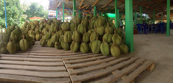 20 �ǹ������ͧ������� ���ͧ �ѹ����� ��Ҵ 