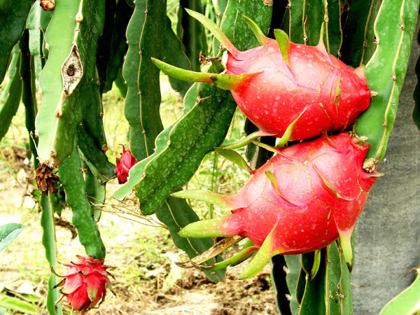 20 �ǹ������ͧ������� ���ͧ �ѹ����� ��Ҵ 