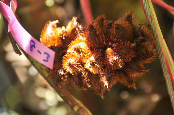 20 �ǹ������ͧ������� ���ͧ �ѹ����� ��Ҵ 