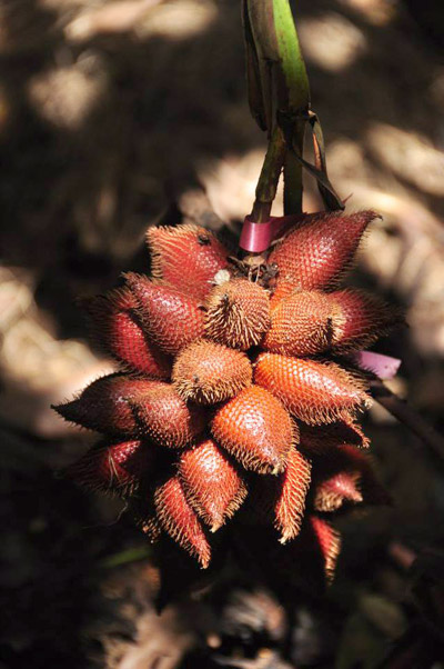 20 �ǹ������ͧ������� ���ͧ �ѹ����� ��Ҵ 