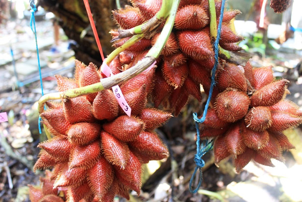 20 �ǹ������ͧ������� ���ͧ �ѹ����� ��Ҵ 