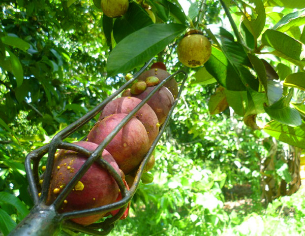 20 �ǹ������ͧ������� ���ͧ �ѹ����� ��Ҵ 