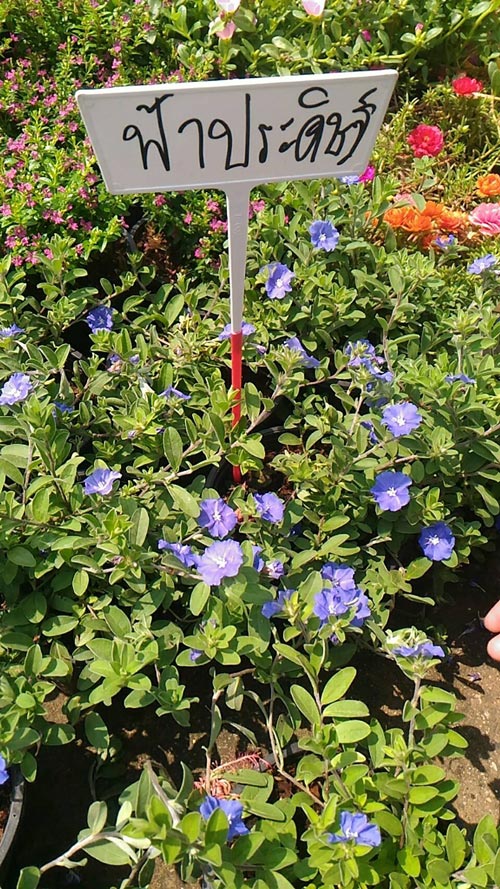 �Ѵ�ǹ��ҧ��ҹ����觪��� ���鹷���ҧ��ҹ��ǹ�������