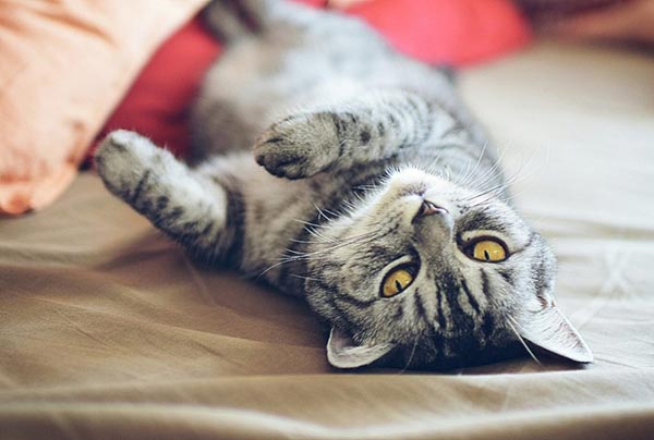 ����ҹ�������������ͧ��繢��