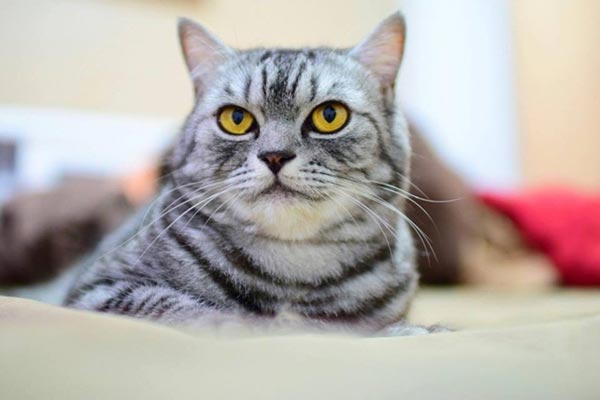 ����ҹ�������������ͧ��繢��