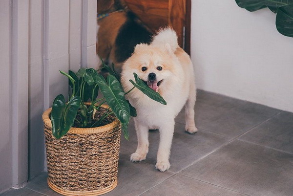 ��������������������Ѻ������ʹ�ѡ