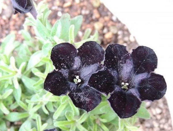 6 �͡����մ� ��������ⴴ�����Ѻ��ҹ