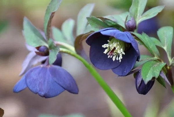 6 �͡����մ� ��������ⴴ�����Ѻ��ҹ