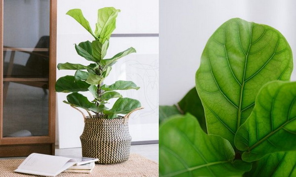 เคล็ดลับการปลูก ไทรใบสัก ให้ดูแลง่าย