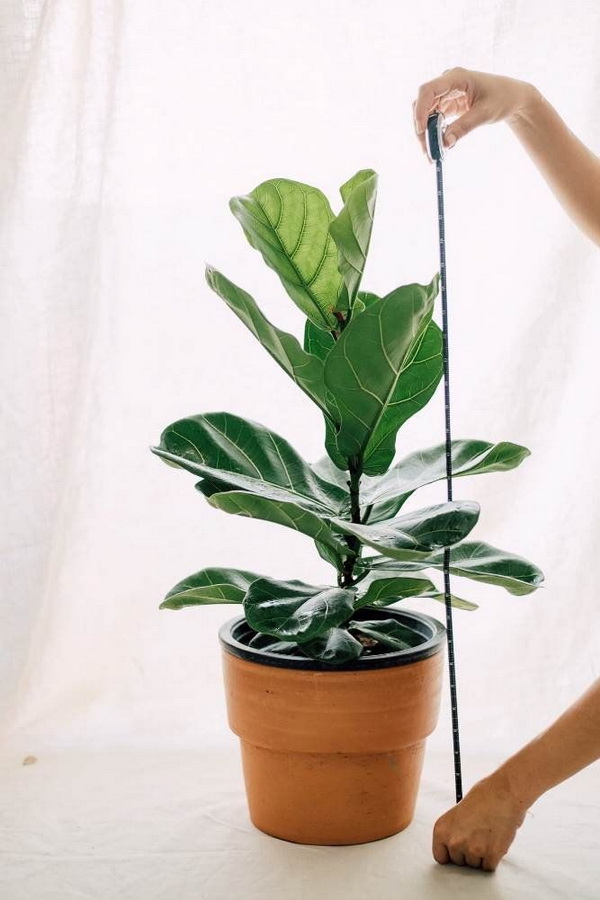 เคล็ดลับการปลูก ไทรใบสัก ให้ดูแลง่าย