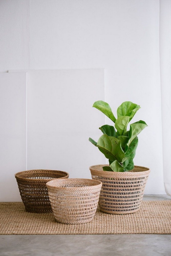 เคล็ดลับการปลูก ไทรใบสัก ให้ดูแลง่าย