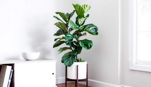 เคล็ดลับการปลูก ไทรใบสัก ให้ดูแลง่าย