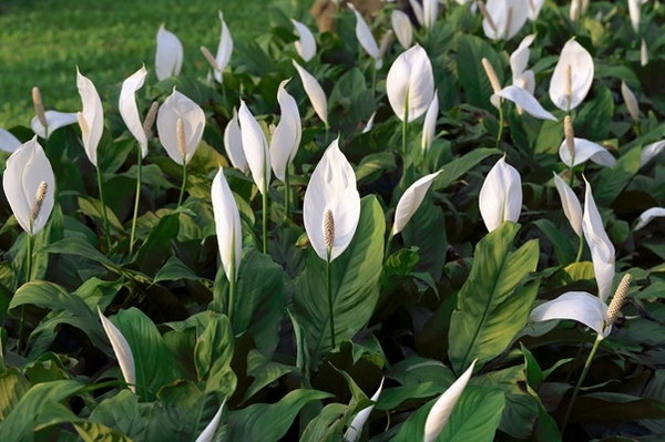 5 ����鷹ᴴ ����л�١�������§ ������鹷�����������Ѻ��ͧ�س