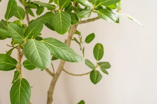 5 ต้นไม้ที่คนญี่ปุ่นเชื่อว่า ช่วยเสริมฮวงจุ้ยด้านการเงิน