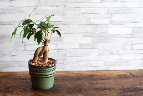 5 ต้นไม้ที่คนญี่ปุ่นเชื่อว่า ช่วยเสริมฮวงจุ้ยด้านการเงิน