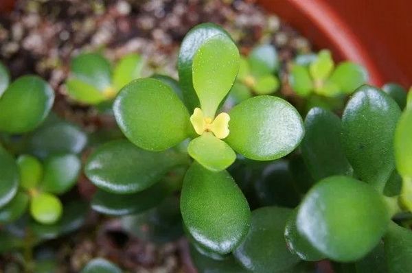 5 ต้นไม้ที่คนญี่ปุ่นเชื่อว่า ช่วยเสริมฮวงจุ้ยด้านการเงิน