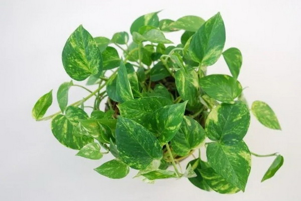 5 ต้นไม้ที่คนญี่ปุ่นเชื่อว่า ช่วยเสริมฮวงจุ้ยด้านการเงิน