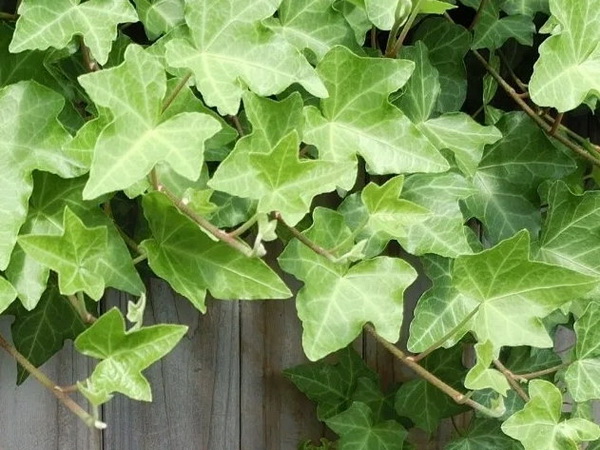 5 ต้นไม้ที่คนญี่ปุ่นเชื่อว่า ช่วยเสริมฮวงจุ้ยด้านการเงิน