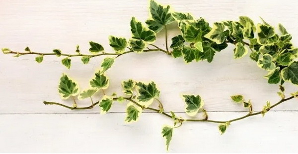 5 ต้นไม้ที่คนญี่ปุ่นเชื่อว่า ช่วยเสริมฮวงจุ้ยด้านการเงิน