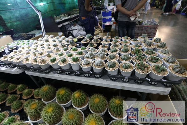 ���͡�����ʺ��� �Թ�ѧ䧡������͹