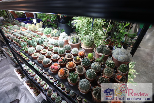 ���͡�����ʺ��� �Թ�ѧ䧡������͹