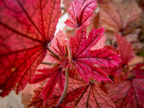 5 ต้นไม้ใบสีแดง สวยสดใส น่าปลูกจัดสวน