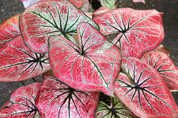 5 ต้นไม้ใบสีแดง สวยสดใส น่าปลูกจัดสวน