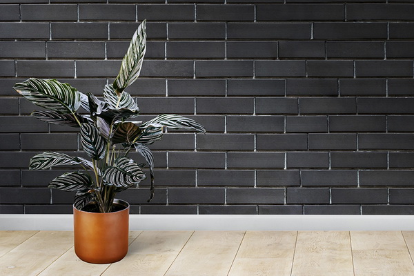 7 ต้นไม้ที่คาดว่าจะมาแรงในปี 2564