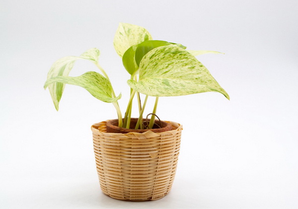 ���ѡ��� 10 ��Դ ���ŧ��� ��١�������й͡��ҹ