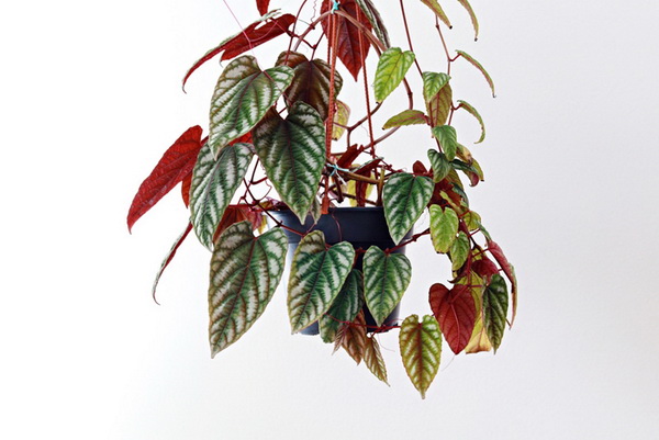 ���ѡ��� 10 ��Դ ���ŧ��� ��١�������й͡��ҹ